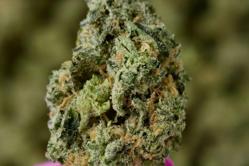 Chem Cake Smalls 4-22-26 MACROGPS Edit - 00000003 (2).webp
