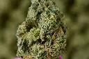 Chem Cake Smalls 4-22-26 MACROGPS Edit - 00000003 (2).webp