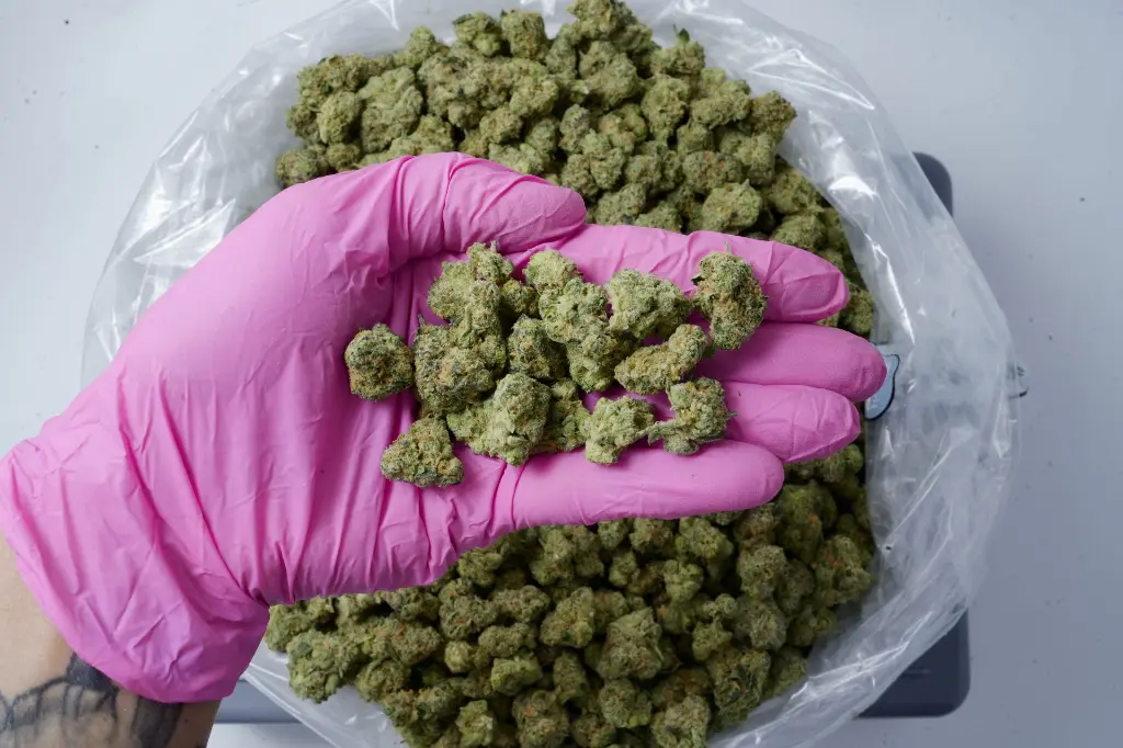 Chem Cake Smalls 4-22-26 PINKGPS Edit - 00000004 (3).webp