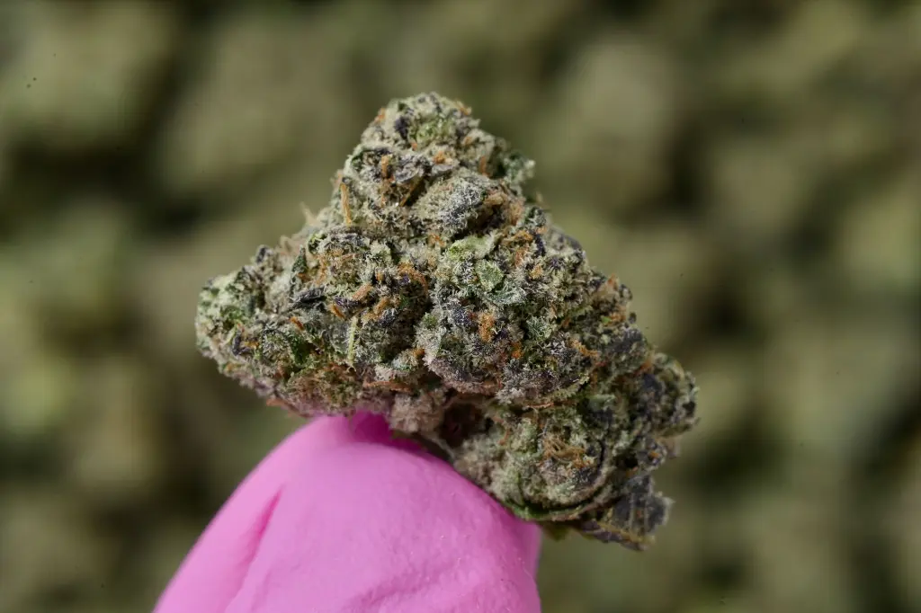 Candy Bezel 4-23-26 MACRO Edit - 00000003.webp