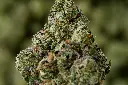 Lemon Cherry Gelato Small 4-22-26 MACRO Edit - 00000003.webp