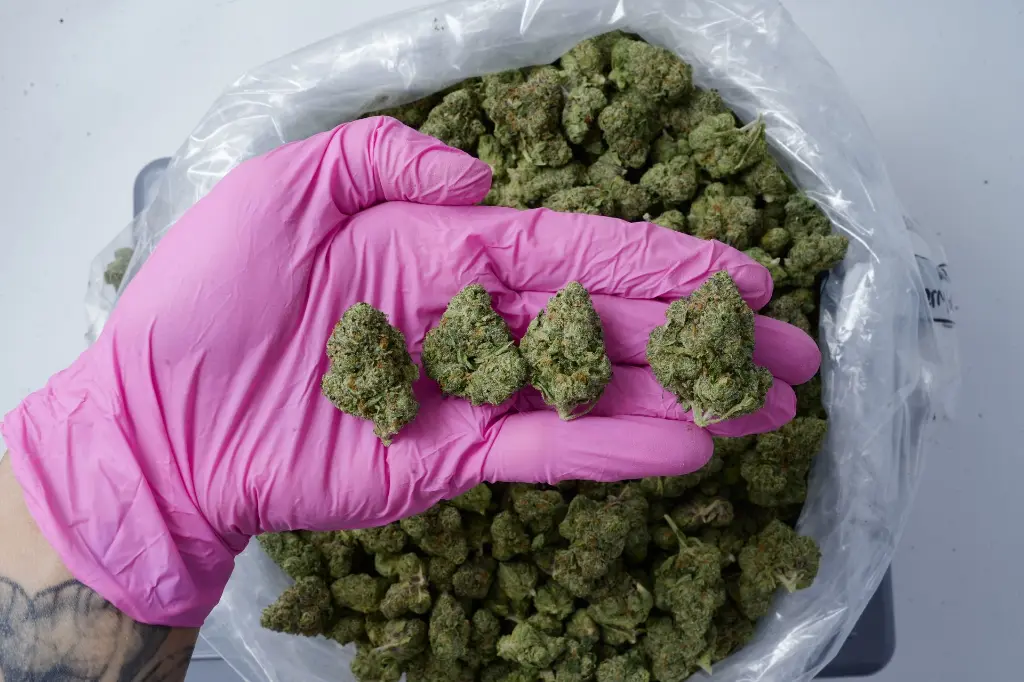 Lemon Cherry Gelato Small 4-22-26 PINK Edit - 00000004.webp