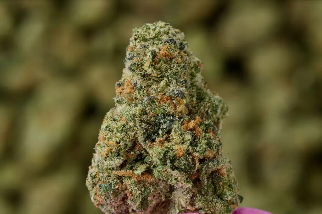 GRAPECHATA SMALLS 4-23-26 MACRO Edit - 00000003.webp