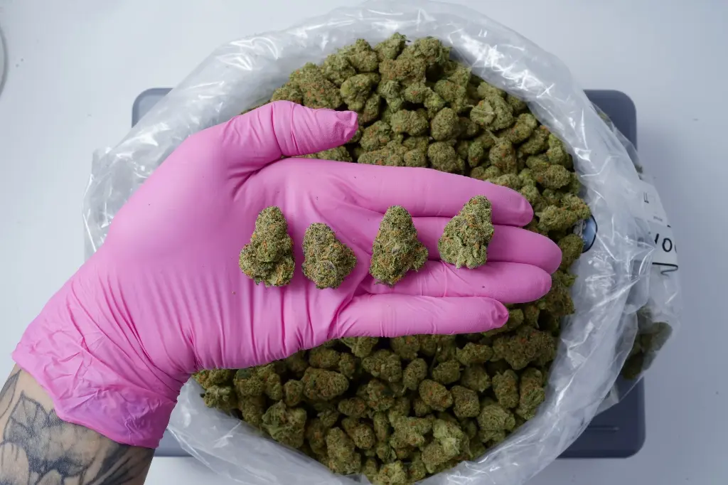 GRAPECHATA SMALLS 4-23-26 PINK Edit - 00000004.webp