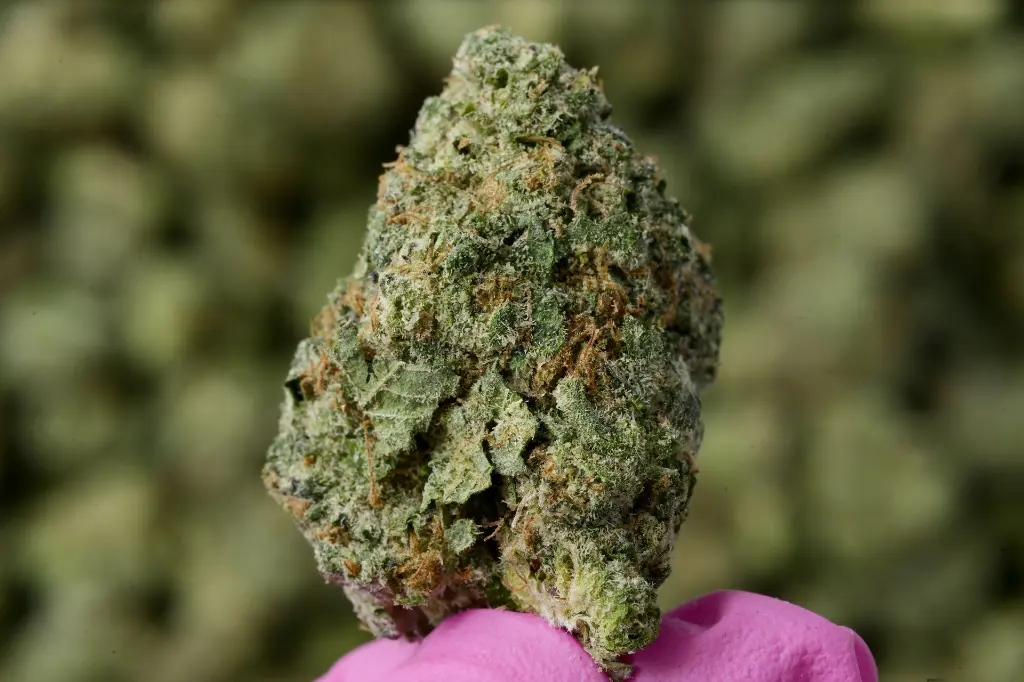 Caked Up Meds 4-23-26 MACRO - 00000004.webp