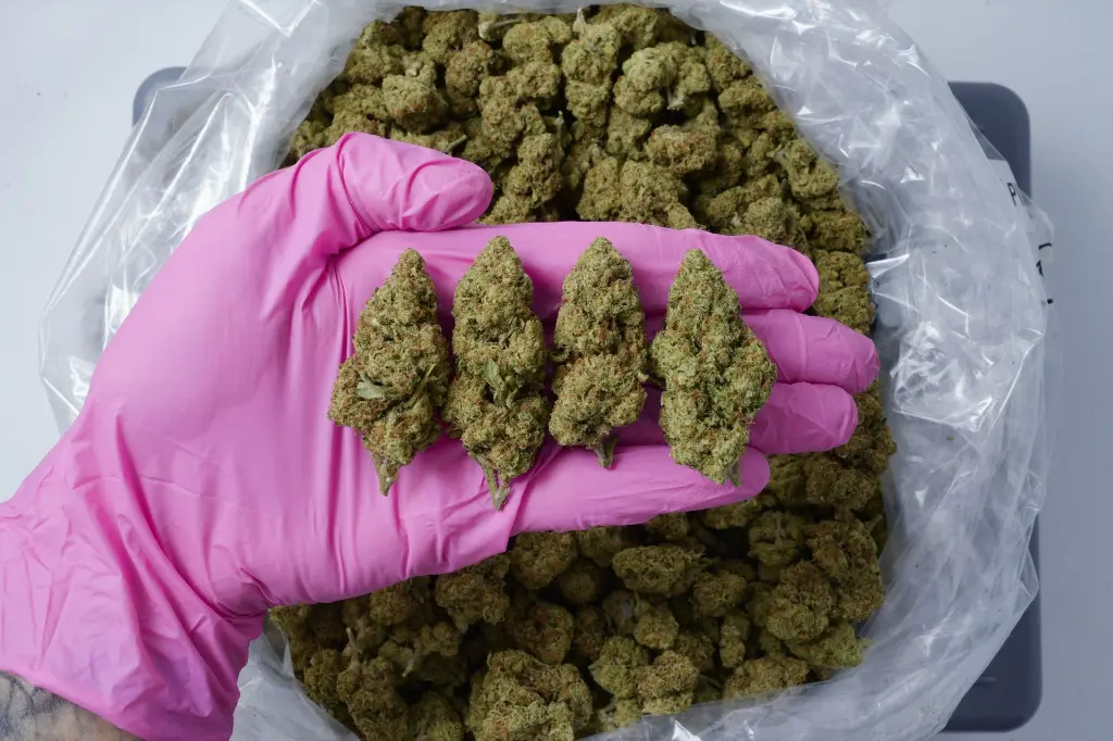 Cheetah Piss - 00000004.webp