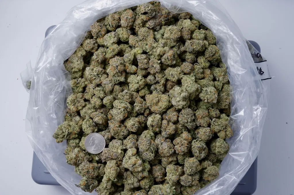 Snow Leopard_4-24-26 BAG.JPG Edit - 00000001.webp