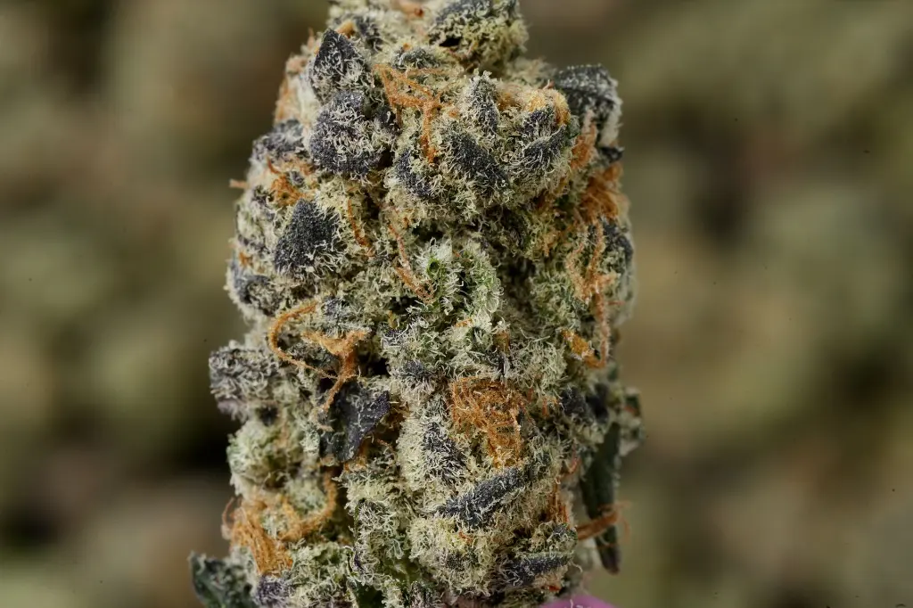 Snow Leopard_4-24-26 MACRO.JPG Edit - 00000003.webp