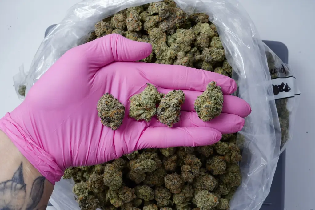 Snow Leopard_4-24-26 PINK.JPG Edit - 00000004.webp