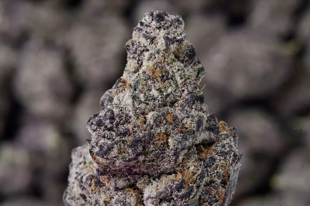 Blockberry 4-24-26 MACRO.JPG Edit - 00000003.webp