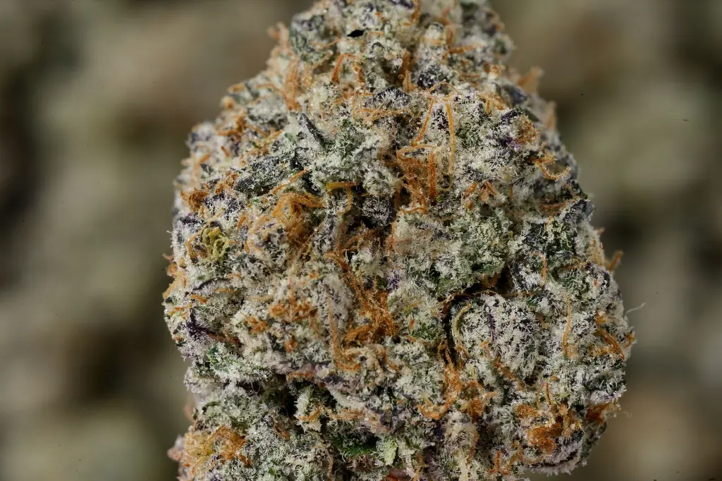 White Diesal 4-24-26 MACRO.JPGedit - 00000003.webp