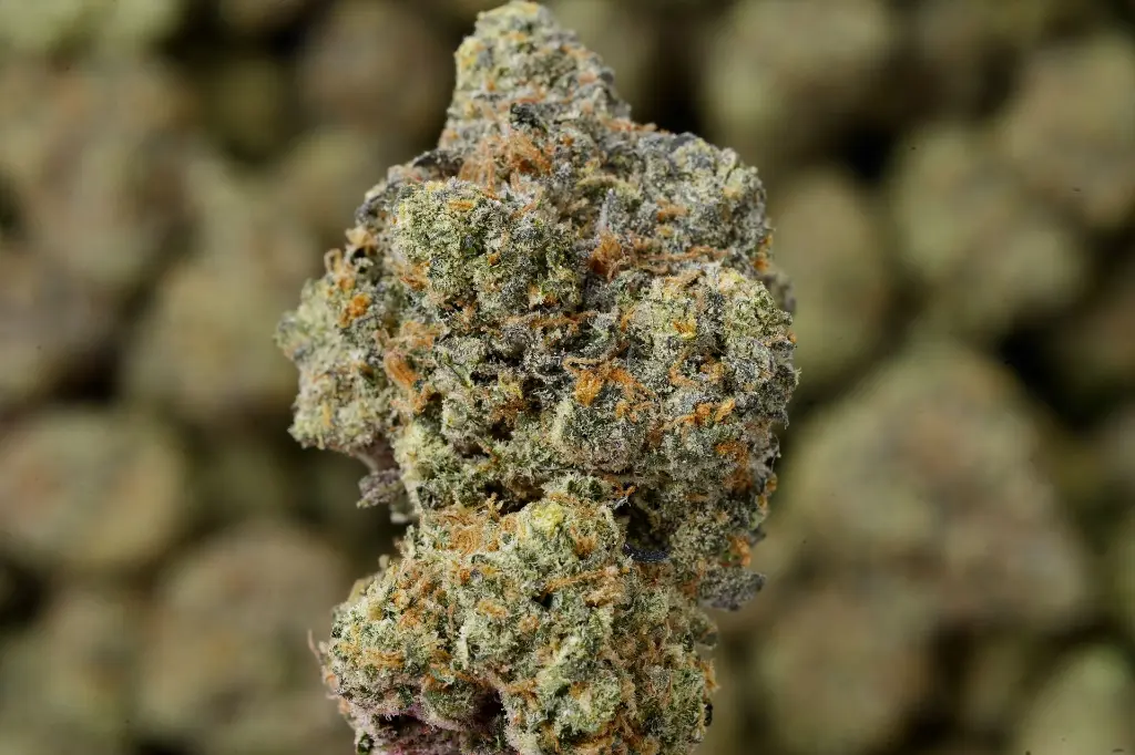 Gorilla Breath 4-24-26 MACRO.JPG Edit - 00000003.webp