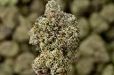 Gorilla Breath 4-24-26 MACRO.JPG Edit - 00000003.webp