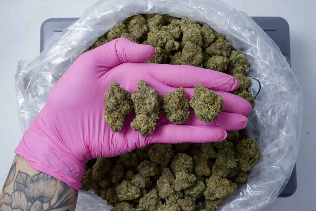 Gorilla Breath 4-24-26 PINK.JPG Edit - 00000004.webp