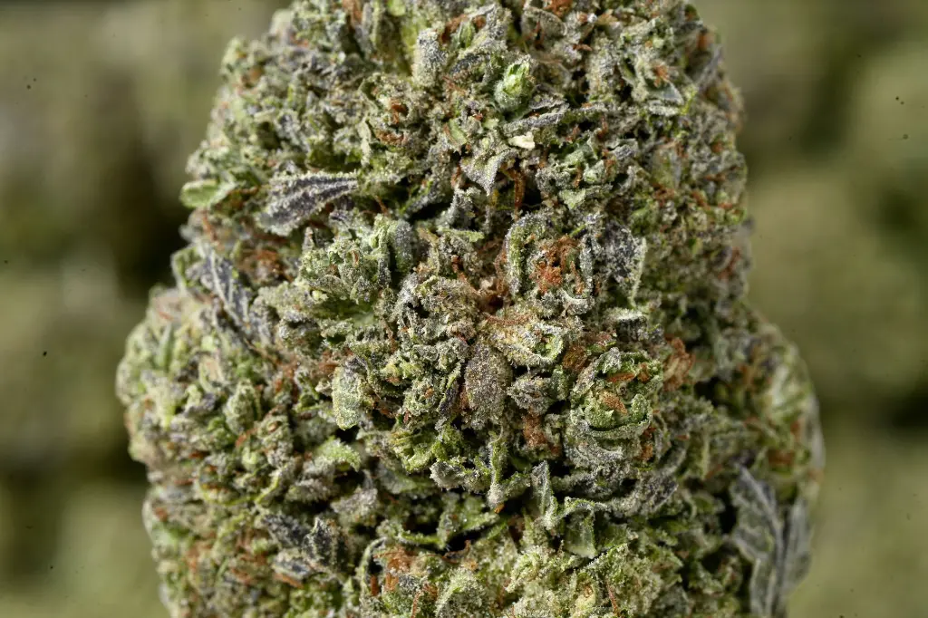 Black Ice Macro 4-27-26jpg (1).webp