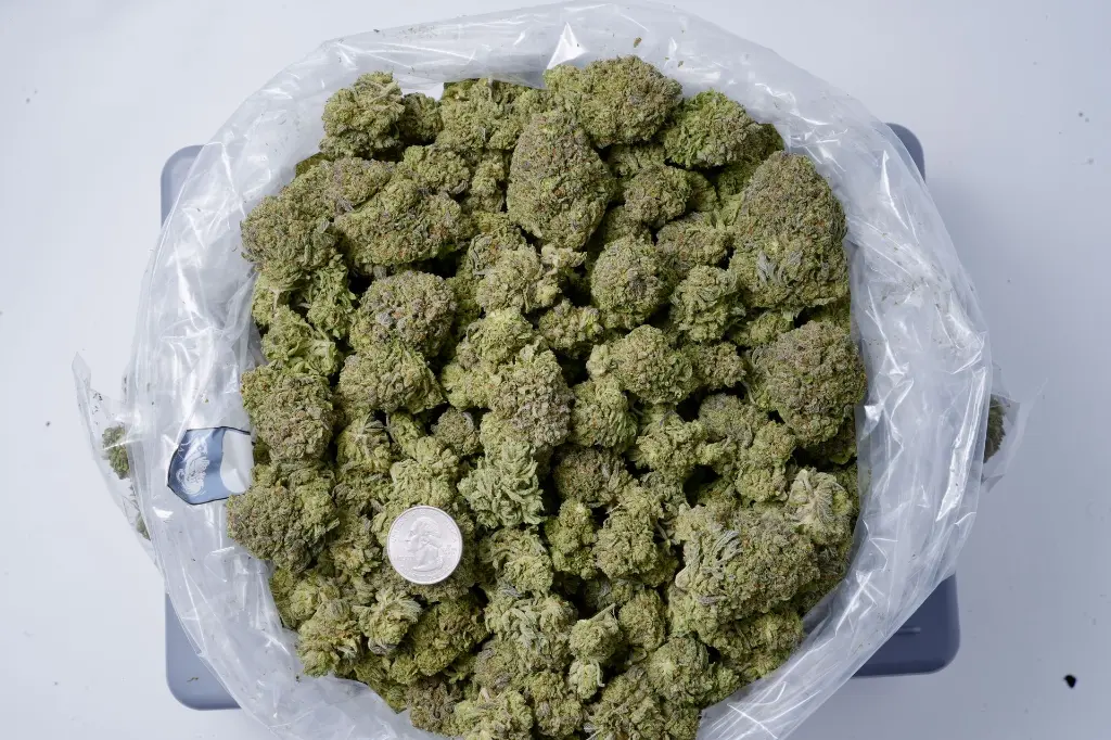 Black Ice BAG 4-27-26 (1).webp