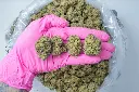 Mimosa BAG 4-30-26.webp
