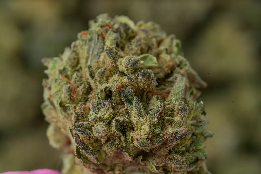 Mimosa MACRO 4-30-26.webp