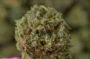 Mimosa MACRO 4-30-26.webp