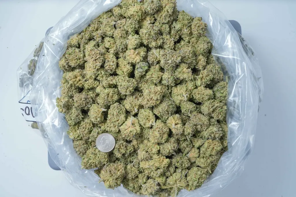 Mimosa BAG 4-30-26 (1).webp