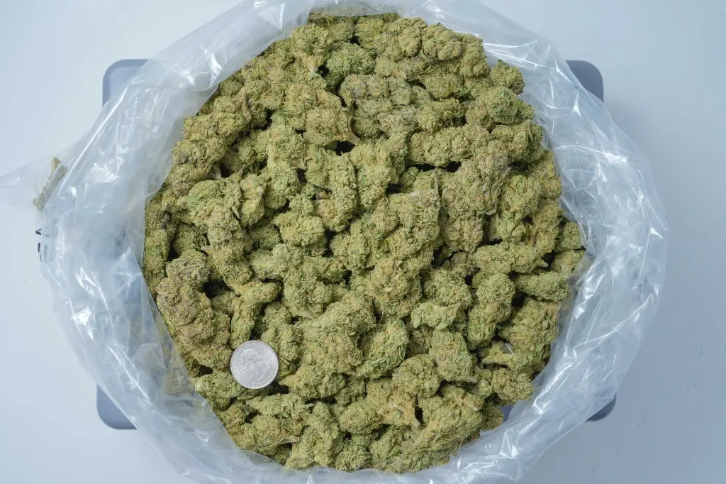 Lambs Breath 4-30-26 BAG.webp