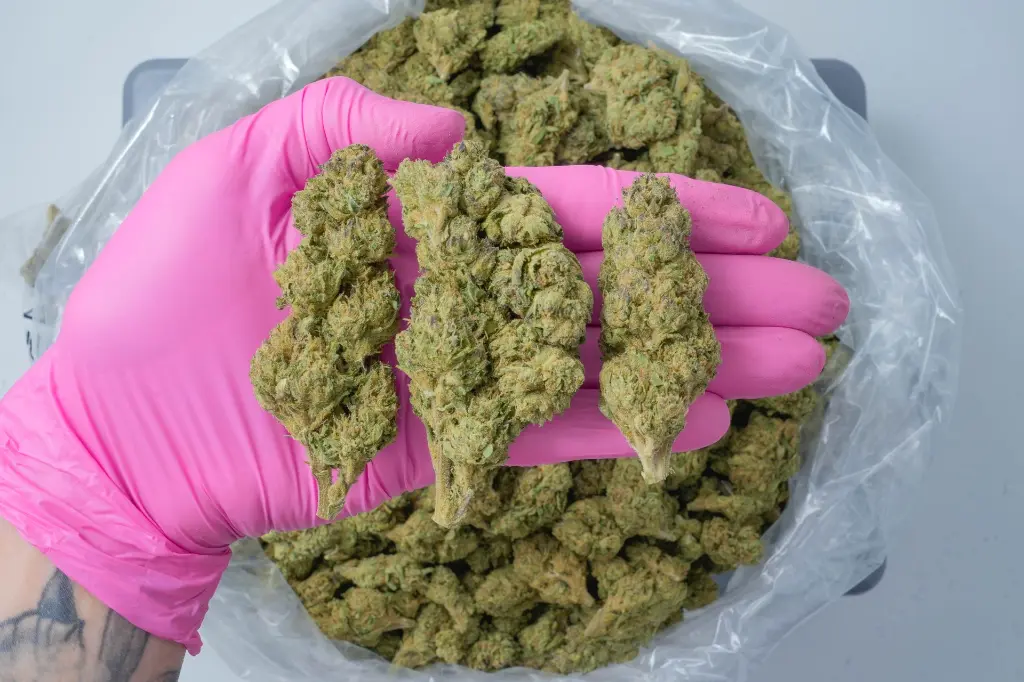 Lambs Breath 4-30-26 PINK.webp