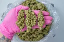 Lambs Breath 4-30-26 PINK.webp
