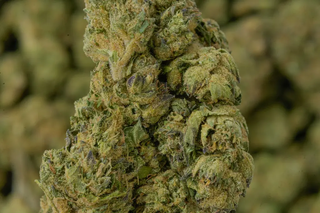 Lambs Breath 4-30-26 MACROJPG.webp