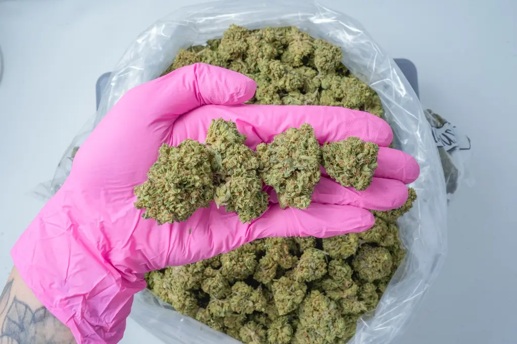 Pure Kush 4-30-26 PINK.webp