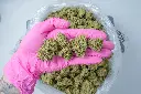 Pure Kush 4-30-26 PINK.webp