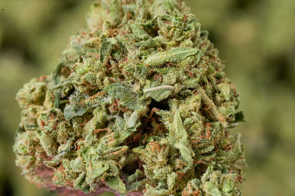 Pure Kush MACRO 4-30-26.webp