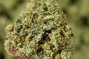 Pure Kush MACRO 4-30-26.webp