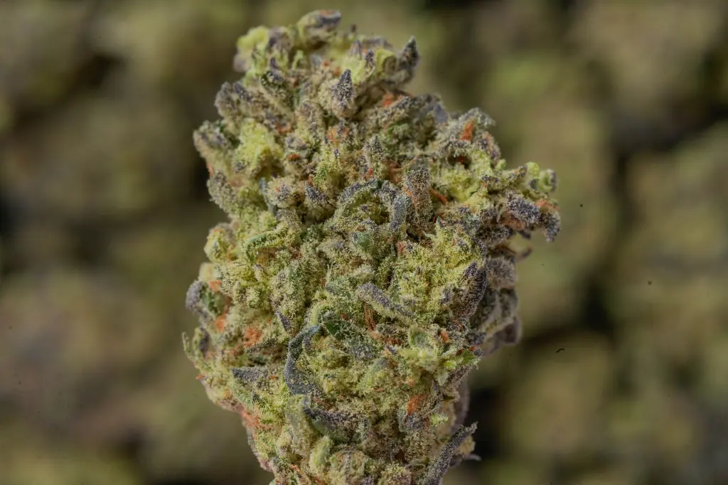Stellar Days MACRO 4-30-26.webp