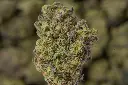 Stellar Days MACRO 4-30-26.webp