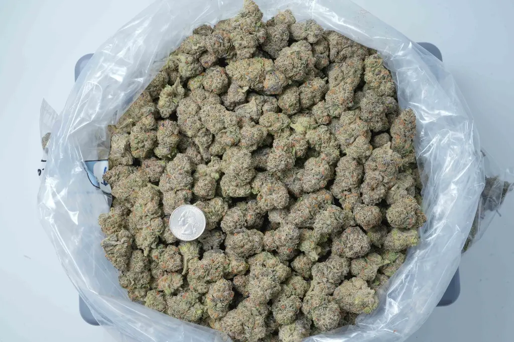 Purple Cheddar BAG 4-30-26.webp