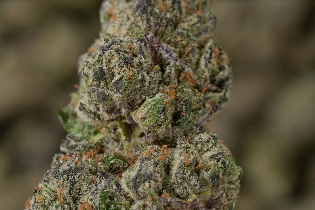 Purple Cheddar MACRO 4-30-26 (1).webp