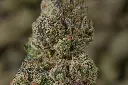 Purple Cheddar MACRO 4-30-26 (1).webp