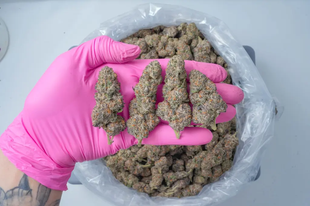 Illuminati PINK 4-30-26.webp