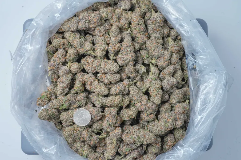 Illuminati BAG 4-30-26.webp