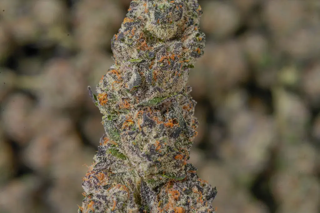 Illuminati 4-30-26 MACRO.webp