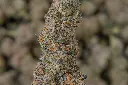 Illuminati 4-30-26 MACRO.webp