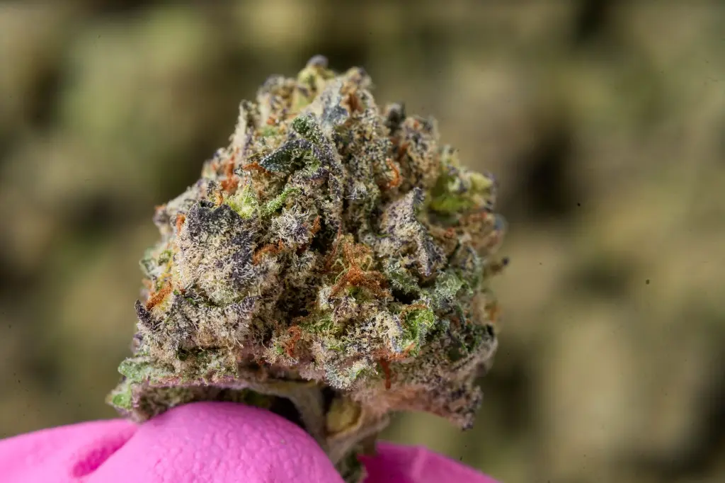 Sherb Scotty MACRO .webp