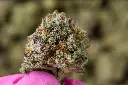 Sherb Scotty MACRO .webp