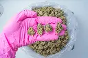 Sherb Scotty PINK 4-30-26.webp