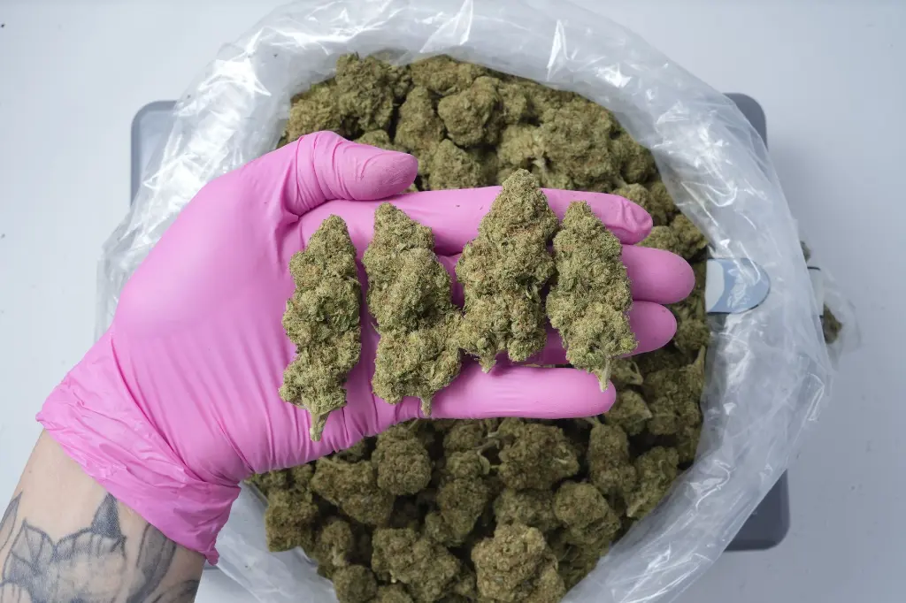 Grape Lobster 4-30-26 PINK (2).webp