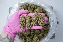 Grape Lobster 4-30-26 PINK (2).webp