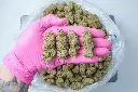 Kali Dog Indoor PINK 4-30-26.webp