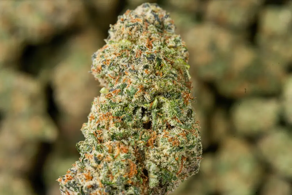 Kali Dog Indoor MACRO 4-30-26.webp