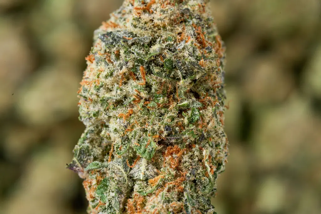 Red Bullz MACRO 4-30-26.webp