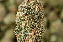 Red Bullz MACRO 4-30-26.webp